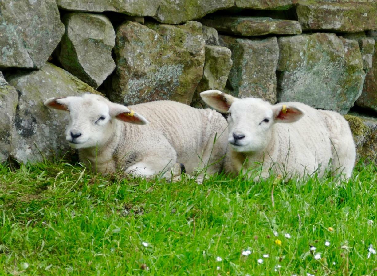 Heathergate Cottage Dartmoor Bnb Lydford Eksteriør bilde